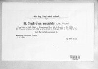 Synchytrium mercurialis image